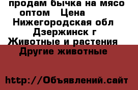 продам бычка на мясо оптом › Цена ­ 280 - Нижегородская обл., Дзержинск г. Животные и растения » Другие животные   